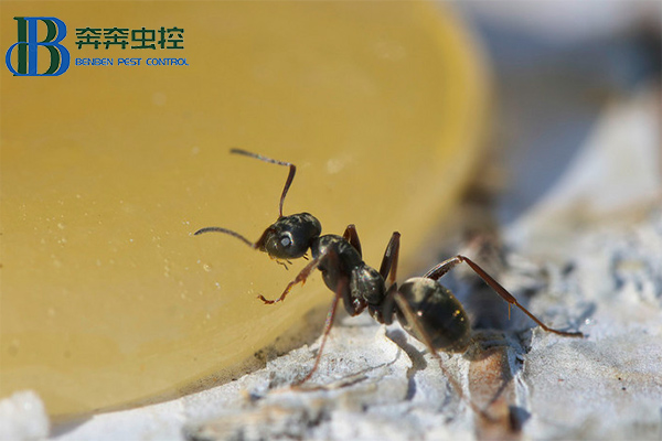 小黄家蚁如何预防