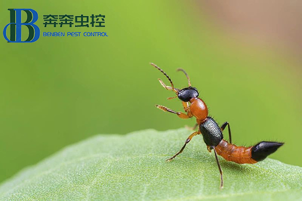 夏日蚊虫多,小心隐翅虫!