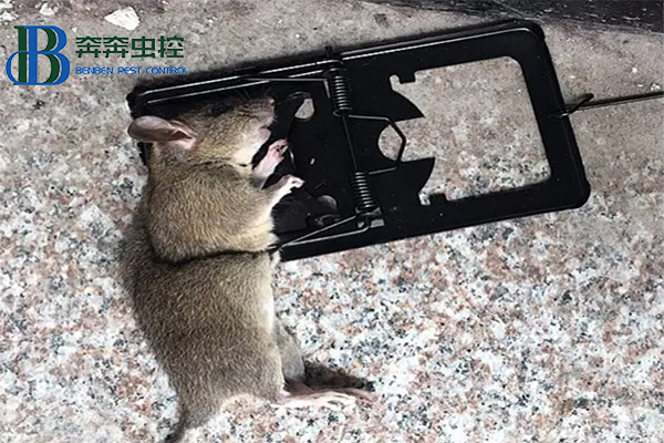 老鼠猖獗,怎么办?教你如何防治老鼠!