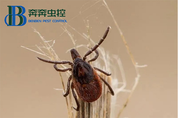蜱虫如何正确防治?