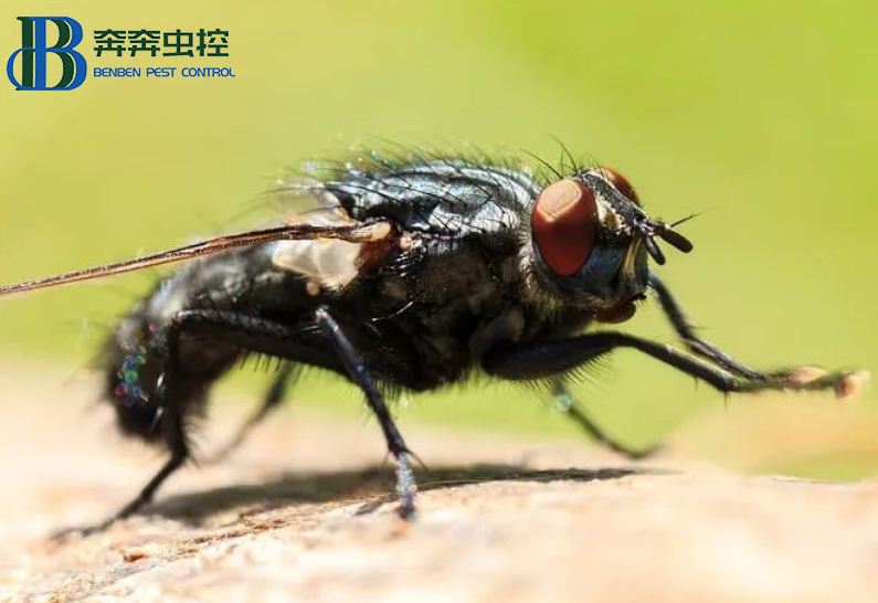 苍蝇乱飞怎么驱赶？