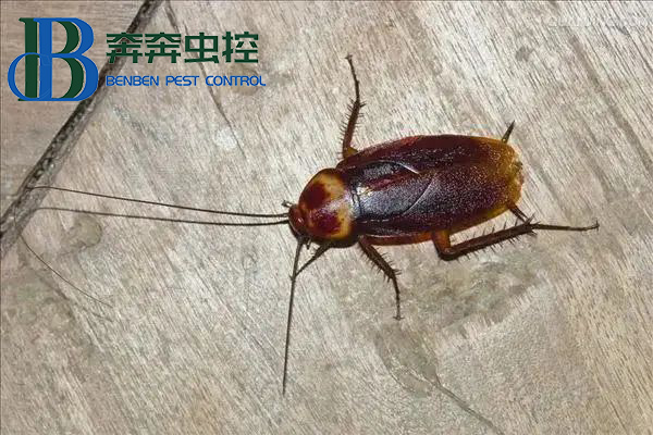 蟑螂怎么消灭最彻底