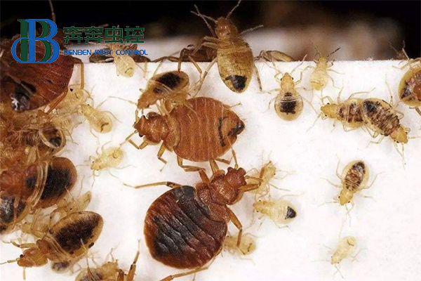 臭虫有哪些危害？臭虫怎么防制？