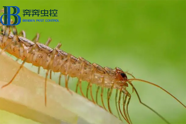 家里出现蚰蜒怎么去除？