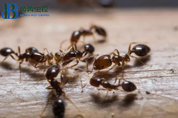 如何防治红火蚁？让上海灭虫公司来告诉你！