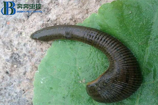 蚂蟥的危害以及如何预防