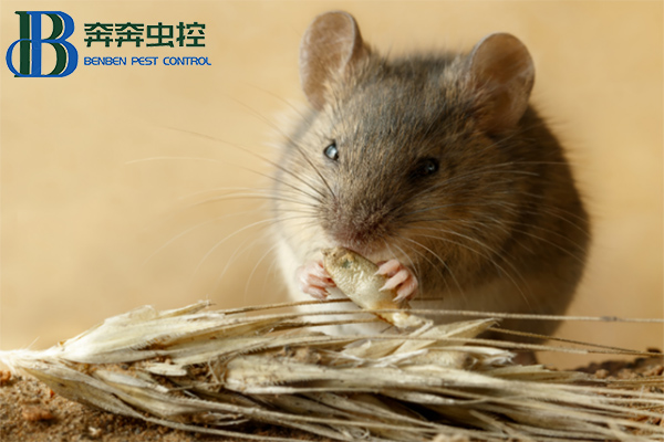 褐家鼠的认识和防治