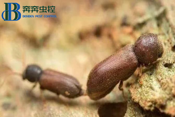 粉蠹虫的危害和防治方法