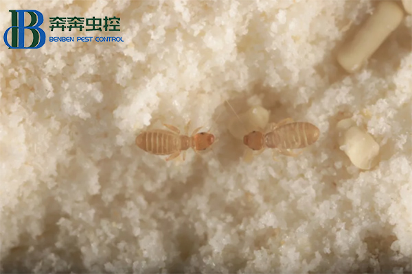 如何有效的防治书虱？