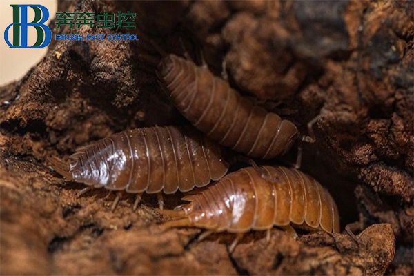 鼠妇是害虫还是益虫