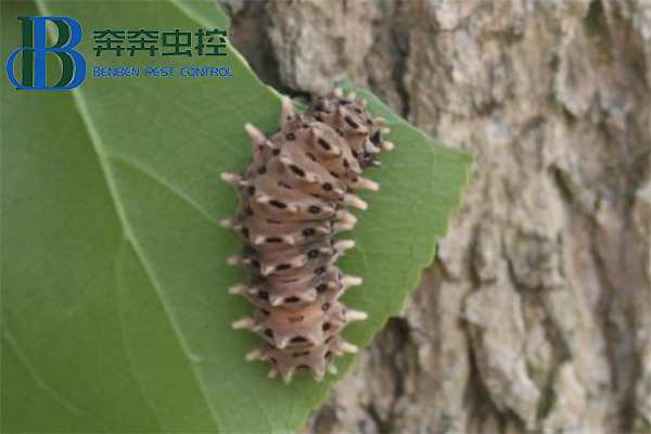 最近上海街头这种虫子横行？