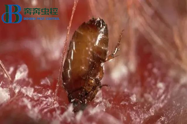 家里有了跳蚤怎么处理干净？