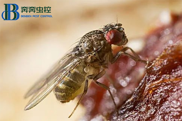 果蝇是怎么来的？怎么消灭果蝇？