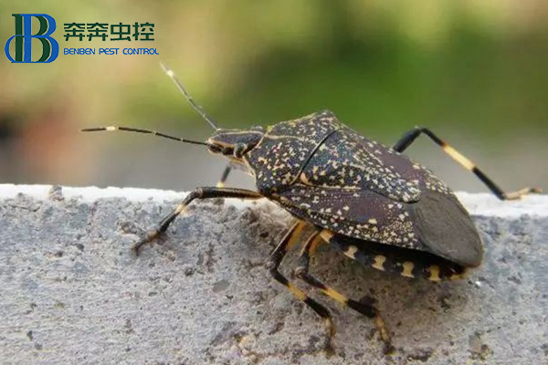 椿象有哪些危害，如何防治？