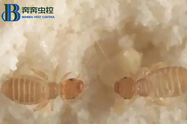 家里为什么有书虱？书虱如何治？