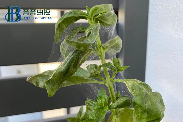 红蜘蛛爆发期间应如何防治