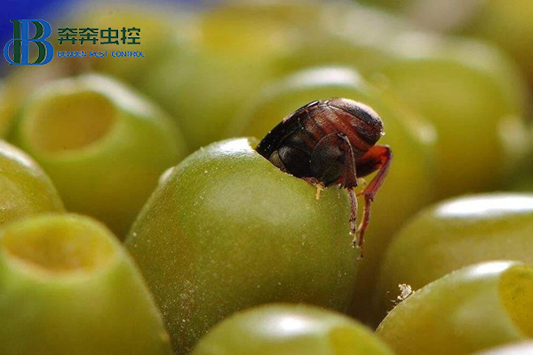 不可小觑的虫子——豆象