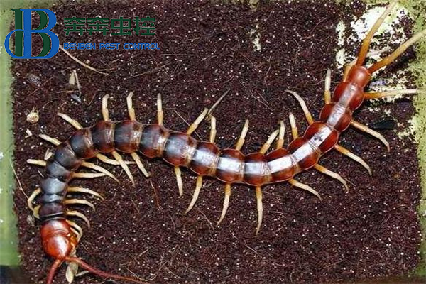 消灭蜈蚣和预防的方法