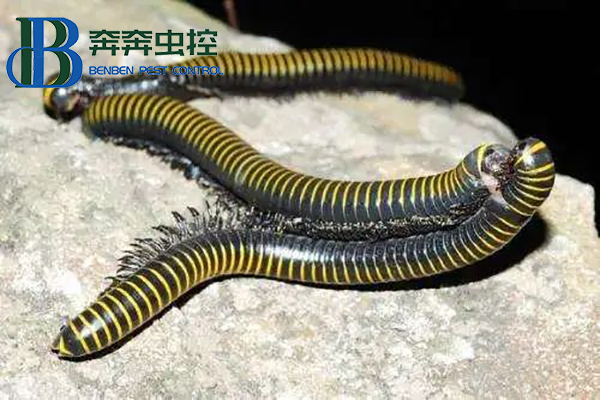 为什么会大量出现马陆?