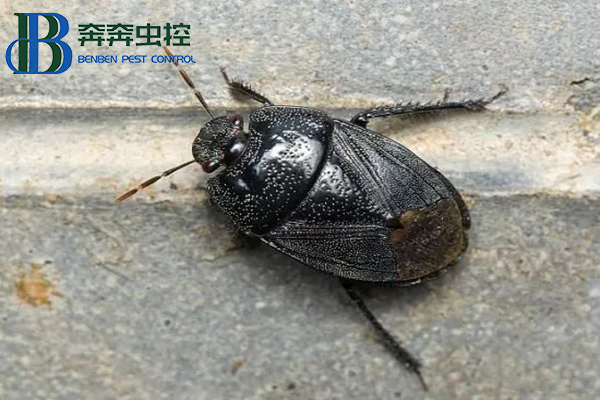 不速之客黑壳虫,是土蝽别怕!