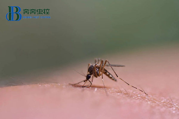 为什么秋天的蚊子咬人更狠?