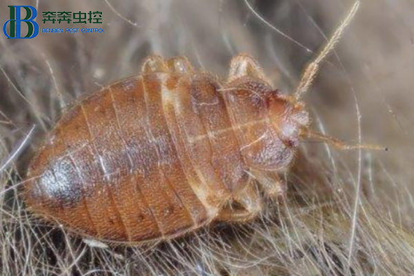 臭虫有什么危害？如何消灭臭虫？