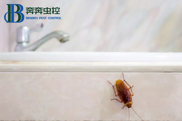 蟑螂怎么彻底消灭?让上海虫控公司来告诉你!
