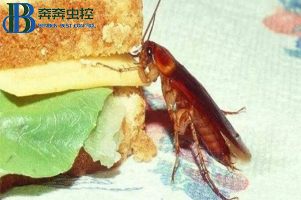 怎么防治蟑螂有效???