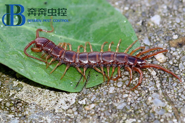 被蜈蚣咬伤，如何急救处理？