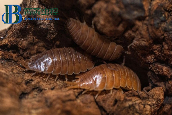 鼠妇是害虫还是益虫呢？鼠妇对人有害吗？