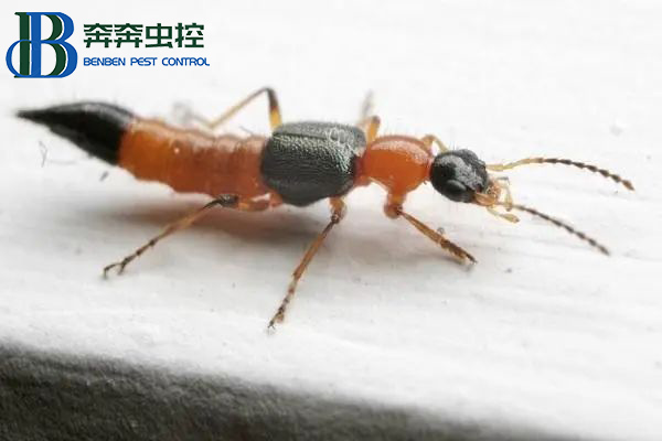 有只小虫拍不得，一起来认识隐翅虫！