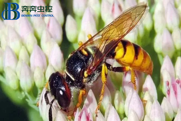 防治胡蜂的一些小知识