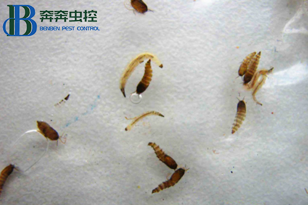 灭虫公司告诉你如何防治蛾蠓