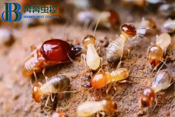 家中出现白蚁怎么办？上海虫控公司来告诉你！