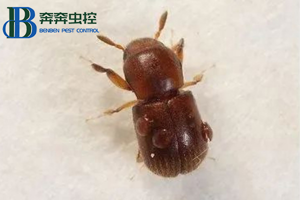 家里木材上发现蛀虫怎么办？