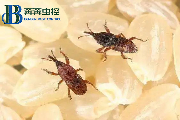 大米中的米象虫能吃吗？
