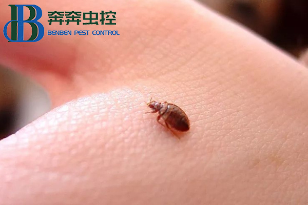 吸血床虱又出现了！多国爆发，已蔓延至亚洲!