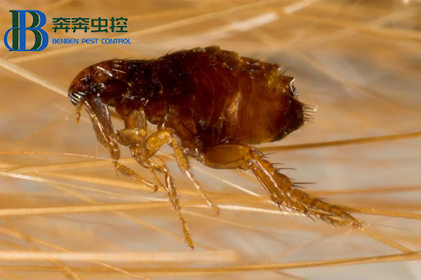 家里有跳蚤怎么根除？