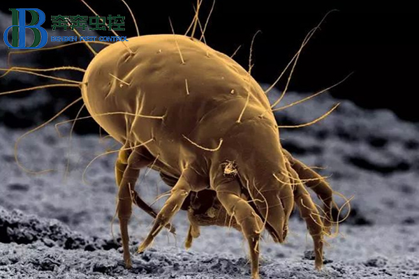 已经十面&ldquo;螨&rdquo;伏了，怎么办？