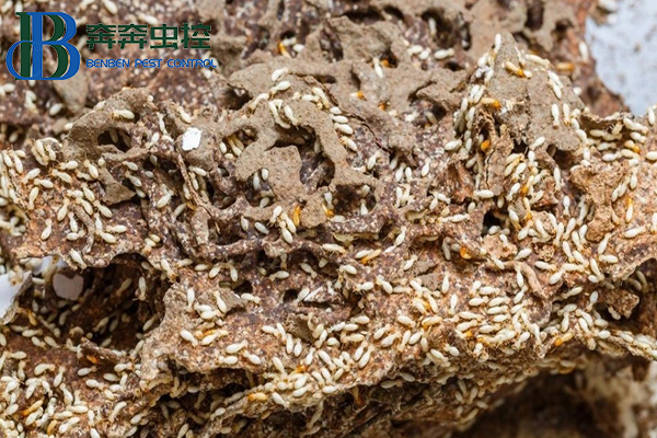 遇白蚁别慌，四种途径可灭它.