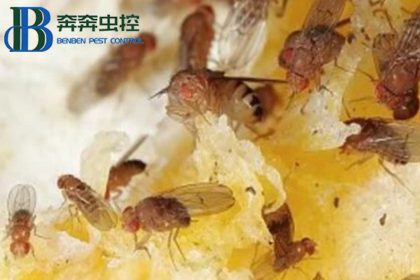 放在家里的水果总是有飞虫，果蝇该如何消灭？