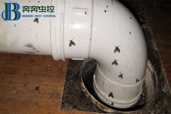 卫生间里来了蛾蠓怎么办？