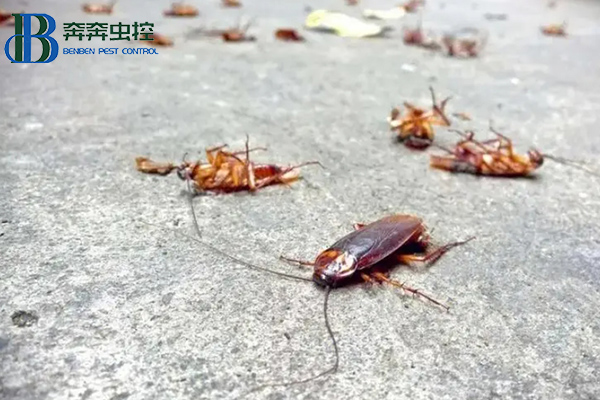 蟑螂这么强，怎样才能彻底消灭蟑螂？