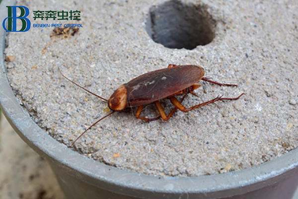 蟑螂这么强，怎样才能彻底消灭蟑螂？