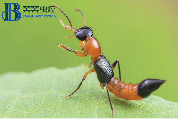 隐翅虫，你有被它爬过吗？