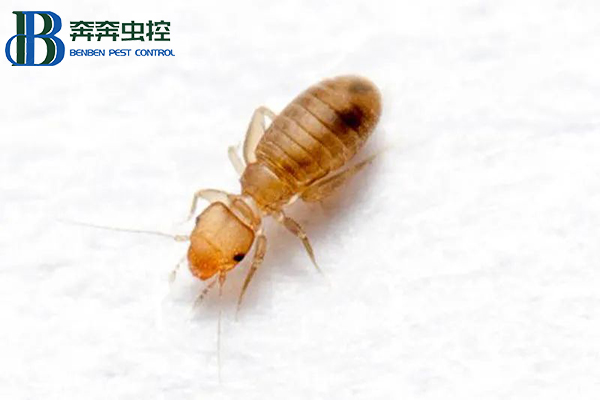 书虱的常见种类习性危害及防治方法