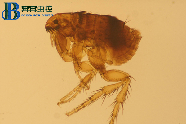 如果发现家中有跳蚤应该怎么办？