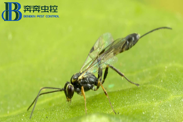 肿腿蜂的生活习性及危害