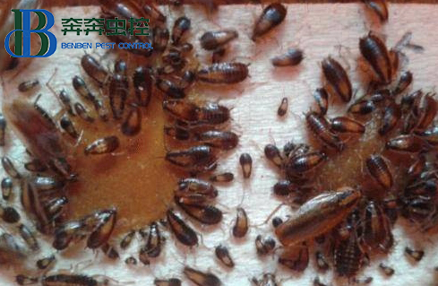 家里有蟑螂怎么彻底清除 