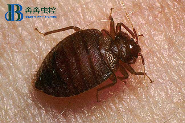 臭虫是什么，对人体有啥危害，预防措施有哪些？